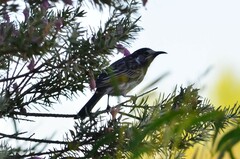 Purnella albifrons