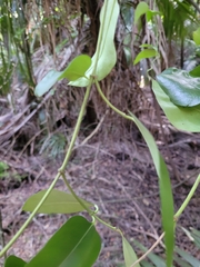 Passiflora tetrandra