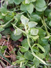 Peronospora alsinearum