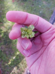 Peronospora alsinearum