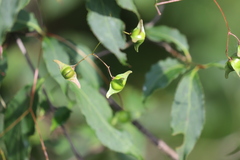 Euonymus sanguineus