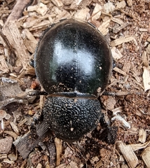Ocnodes