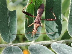 Riptortus linearis