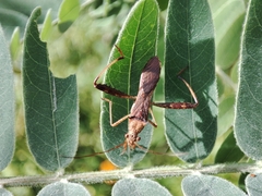 Riptortus linearis