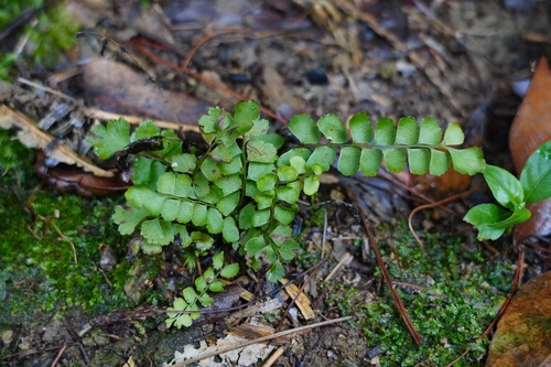 Lindsaea orbiculata iNat (1)