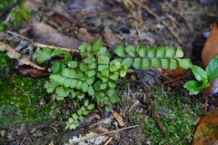 Adiantum malesianum