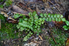 Adiantum malesianum