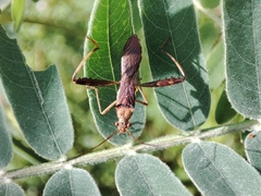 Riptortus linearis