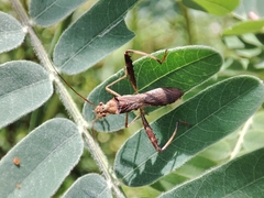 Riptortus linearis