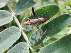 Riptortus linearis