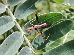 Riptortus linearis