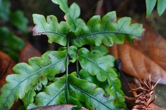 Woodwardia japonica