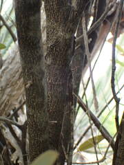 Capparis cynophallophora