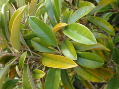 Capparis cynophallophora