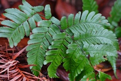 Dryopteris erythrosora