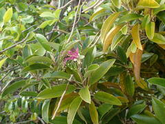 Capparis cynophallophora