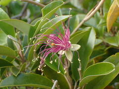 Capparis cynophallophora