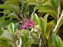 Capparis cynophallophora