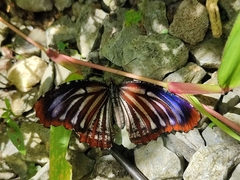 Elymnias nesaea