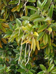 Capparis cynophallophora
