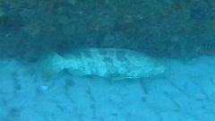 Epinephelus coioides