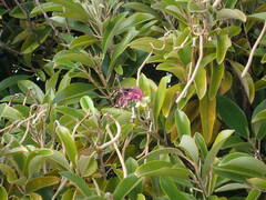 Capparis cynophallophora