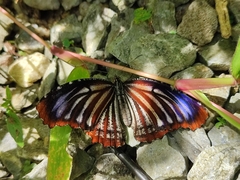 Elymnias nesaea