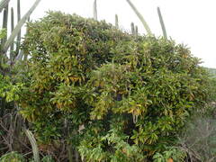 Capparis cynophallophora