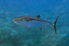 Dogtooth Tuna photo 5