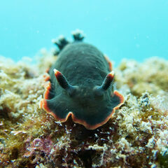 Dendrodoris arborescens