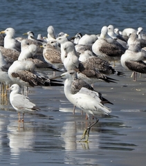 Chroicocephalus genei