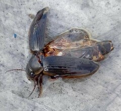 Dytiscus dimidiatus