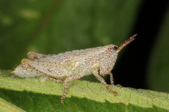 Phaeocatantops rosaceus