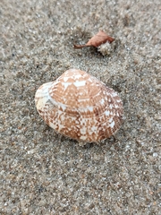 Ruditapes decussatus