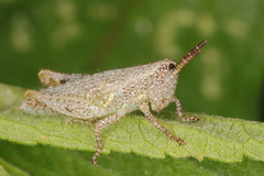 Phaeocatantops rosaceus