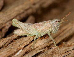 Phaeocatantops rosaceus
