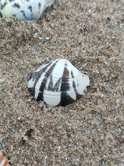 Ruditapes decussatus