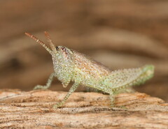 Phaeocatantops rosaceus