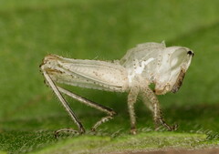 Phaeocatantops rosaceus