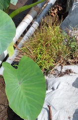 Pogonatherum crinitum