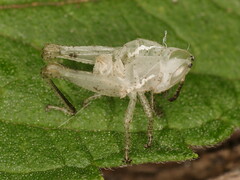 Phaeocatantops rosaceus