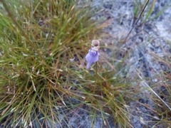 Utricularia caerulea