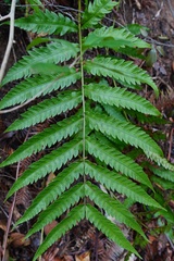 Woodwardia japonica
