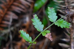 Woodwardia japonica