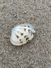 Ruditapes decussatus