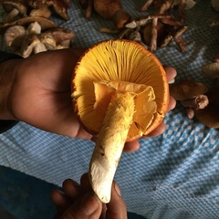 Amanita basii