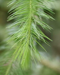 Dacrydium elatum