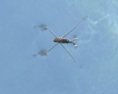 Aquarius nebularis