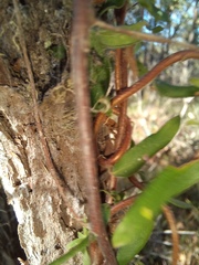 Billardiera variifolia