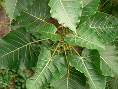 Ficus arnottiana